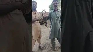 CATTLE HEALTH  is live! Allergic patient treatment.#viral #cow #trending 