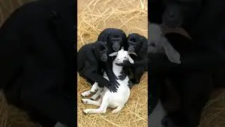Great Monkey Rescue Goat Trapped by Hunters| #humanity #animals #goat #pets #rescued