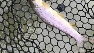 Codorus Creek Trout Fishing in Pennsylvania