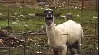 Meme da Cabra Gritando