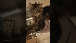 #Cats #catsbeingweird #kitty
