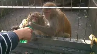 Amazing rare MONKEYS in Ningbo Zoo