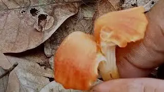 Panen Jamur Alang-alang #infoalam #mushroom #jamurhutan 