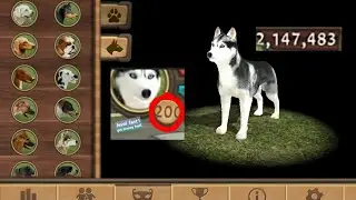 How to level up fast and get money fast in dog sim!