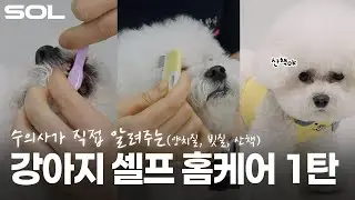 매일 하는 건데 제대로 하고 계신가요? 수의사가 알려주는 강아지 셀프 홈케어의 정석 (양치하는법, 빗질, 산책)