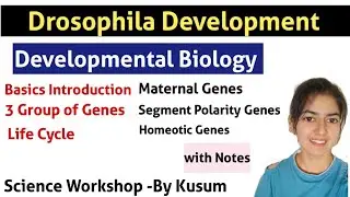 DROSOPHILA DEVELOPMENT | Introduction, Life Cycle, 3 Group of Genes (Maternal GENES) | By kusum