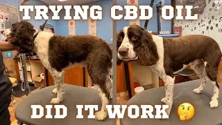 Grooming a VERY ANXIOUS & NERVOUS English Springer Spaniel!