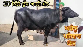 Top Class Buffalo Sale ਟੋਪ ਦੀ ਮੁਹਰਾ 👉🏻20 ਕਿੱਲੋ ਦੁੱਧ ਤਿਆਰ ਆਲੀ ਝੋਟੀ Date 17-1-2025