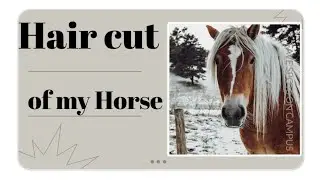 Care of a horse. horse lover short video #viral #viralhog #viralvideo #viralreels