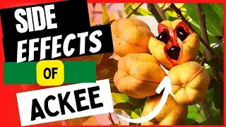 HEALTH BENEFITS And SIDE EFFECTS of ACKEE (Is Ackee Poisonous?)