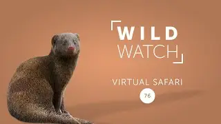 Мангуст, mongeese, mongi | Виртуальное сафари WILDwatch 76