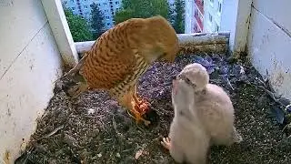 #kestrel Cam1#19 mother birds brings food to feed her chicks in the nest, Falcon babies feeding