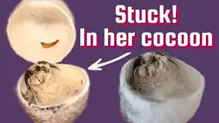 Bombyx Mori | Incredibly cute silk moths
