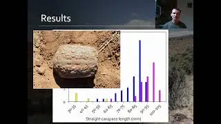 Karoo dwarf tortoise (Chersobius boulengeri): collapse of the only documented population