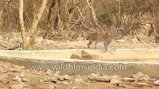 Leopard strolls near a water hole amidst the semi-arid land of Jhalana, Rajasthan