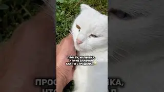 Ушные капли,которые уберегут уши вашего питомца артикул: #WW136726 &mdash; копируй и вставляй на WB и Ozon