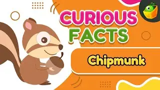 Chip Munk- Fun Facts About Their Smarts and Skills - Chipmunk Brain Power -How These Creatures Think