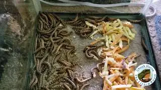 Gut loading Insects & Superworms for Reptiles how to!