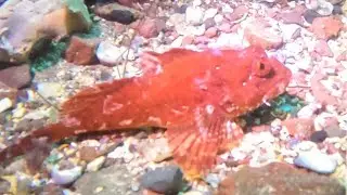 Rock Goby
