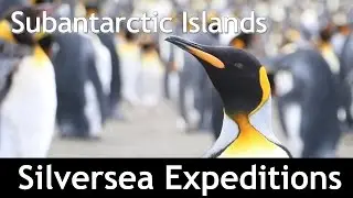Sub-Antarctic Islands on Silversea 2015