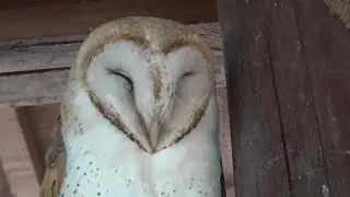 メンフクロウがかわいい❤ Funny face barn owl  【Cute animal videos】