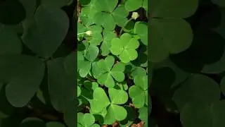 Sorrel Plant: Delight for Garden! #shortandinformative #sorrel #sorrelleaves #herbs @Plants-World