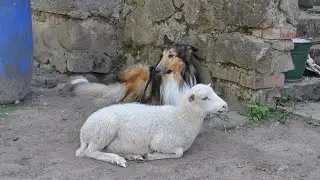 Collies and Herta 2 / Kolliji un Herta 2