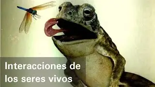Interacciones de los seres vivos - Ciencias Naturales