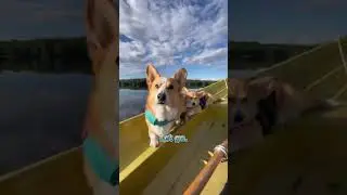 Dogs forgive fast &mdash; maybe we should too 🐾 #shorts