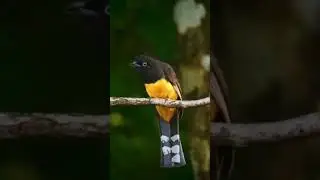 The Black-headed Trogon: Jewel of the Tropical Forest #shorts #birds #bird #nature #animals