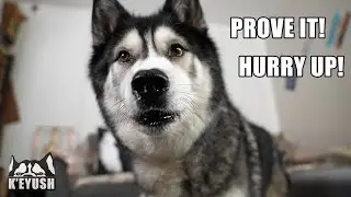 I&rsquo;m Shocked My HUSKY Said That! The Perfect Response To My Questions!