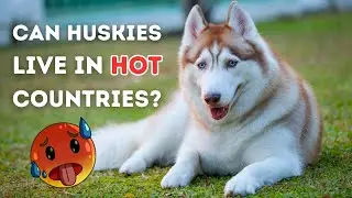 The Truth about Huskies Living In Hot Weather | Husky 101