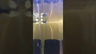 Half Black Blue (Hbb) Guppy - Import Line