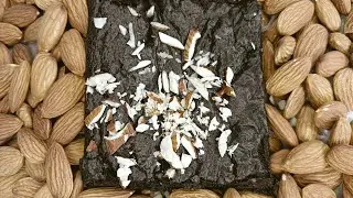 fudgy brownie in live come fast everyone