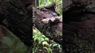 Malabar pit viper 🐍#nature #wildlife #snake #snakevideo #shorts