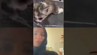 Did you see what the mother cat did when her baby couldn't see🥹 #viralvideo #catlife #trending #ytshorts