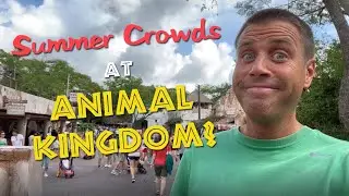 What Do Summer Crowds Look Like at Animal Kingdom??