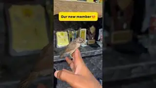 Our new member😍#petlover #minivlog #breedingpair #vlog #lovebirdsfarming #pets #birds #rescue #wild