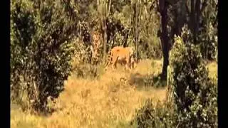 Born Free Part 10 (1966).mp4