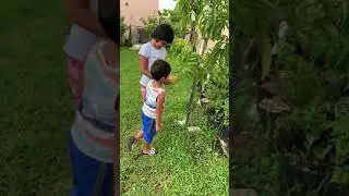 The best mango Valcarry picking