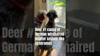 These bird dogs lost it: #wirehairedpointinggriffon #gwp