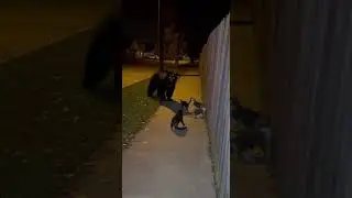 🐻🐱 Brave Mom Cat Scares Giant Bear #Bear #Cat #Shorts