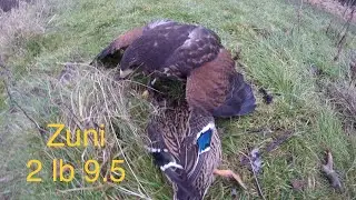 Hunting with Harris Hawk (2nd weekend Jan 2018)
