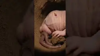 naked mole rat  #aishorts #viralaishorts #animalshorts