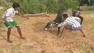 Arangal dhurugam junior Raaja Naagam 2019