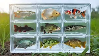 Catch & Release Journey 🌿 Peaceful River Life in Perfect Balance