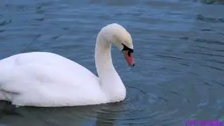 Beautiful Swan in the Wild | Elegant and Peaceful Bird