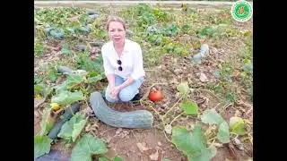САМАЯ ОГРОМНАЯ ТЫКВА - Семейная! +рецепт сока!
