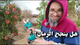 كيفية التخلص من الرطوبة في قاعة الحيوانات؟ الطريقة الصحيحة لتقليم أشجار الرمان لزيادة الإنتاج (275)