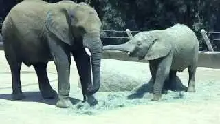 San Diego Zoo Safari Park African Elephants